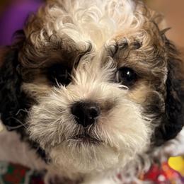 Shichons from Breeder
