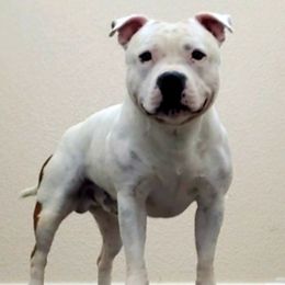 Staffordshire Bull Terriers from Stone Cold Staffordshire Bull Terriers