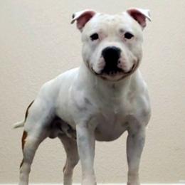 Staffordshire Bull Terriers from Stone Cold Staffordshire Bull Terriers