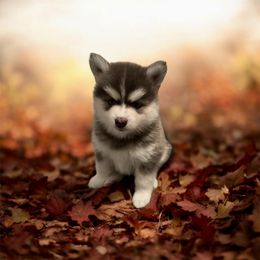 Cabo - Blue male Pomsky puppy in Lake Village, Indiana from Perfect Companion Pomskies