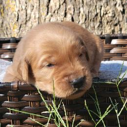 Tanner - Golden Retriever puppy from Copperhead Creek Goldens