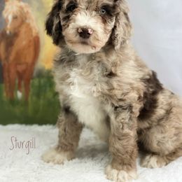 Aussiedoodle and Australian Shepherd Puppies from Dunroamin Farms Australian Shepherds and Aussiedoodles