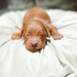 Beau - Apricot male Goldendoodle puppy in Pasco, Washington from Camp Doodle Woods