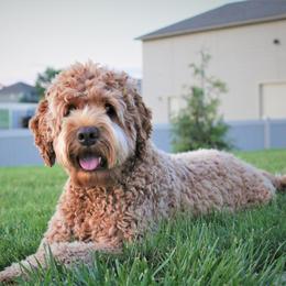 Ginger - Australian Labradoodle