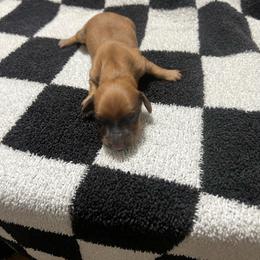 Joy - Red female Dachshund puppy in Kingston, Oklahoma from Texoma Doxies