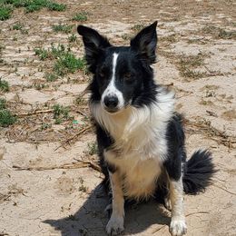 Fractal - Border Collie