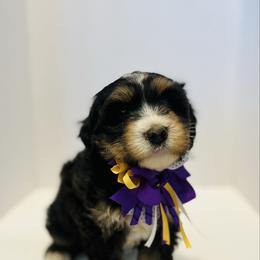 Gertrude-Purple - Tri-color female Bernedoodle puppy in Casper, Wyoming from 307 Doodles