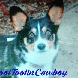 Cowboy - Pembroke Welsh Corgi