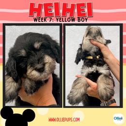 Hei Hey (Yellow) - male Golden Mountain Doodle puppy in Boiling Springs, South Carolina from OlliePups, LLC