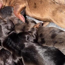 Bubbles - Dapple female Dachshund puppy in Birchtree, Missouri from Cruzan Dachshunds