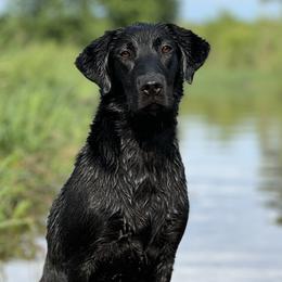 Mille - Labrador Retriever