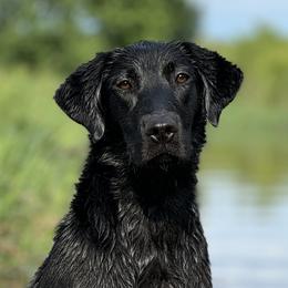 Mille - Labrador Retriever
