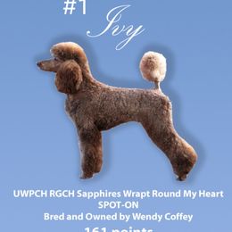 Ivy - Poodle