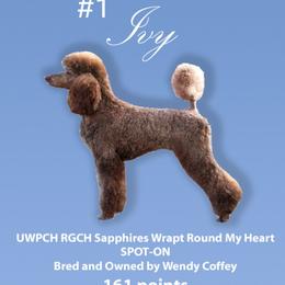 Ivy - Poodle