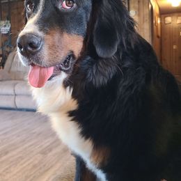 Sadie - Bernese Mountain Dog