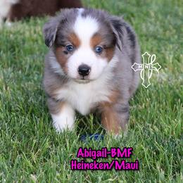 Abigail - Blue merle female Miniature American Shepherd puppy in Elgin, Oregon from Cross L Miniature American Shepherds