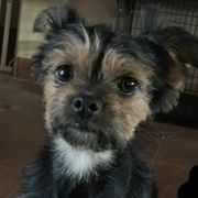 Australian Shepherds, Boerboels, Shorkies, and Yorkshire Terriers from SATA Kennels
