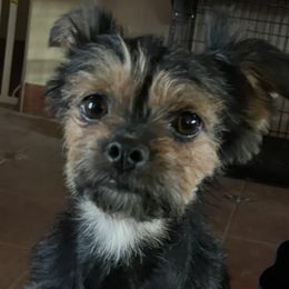 Australian Shepherds, Boerboels, Shorkies, and Yorkshire Terriers from SATA Kennels