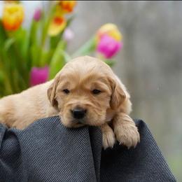 Cedar - Golden male Golden Retriever puppy in Saint Joe, Indiana from Golden Acres Farm