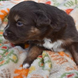 Yellow - Red tri-color female Australian Shepherd puppy in Bloomfield, New York from Wayward Trails Kennel