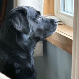 Dilute Retriever, French Bulldog, Labrador Retriever, and Leonberger Puppies from QVR Labradors and Leonbergers