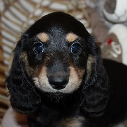 Boy 1 - Black and cream male Dachshund puppy in Craig, Colorado from Rocky Mountain Shih Tzus and Dry Creek Miniature Dachshunds