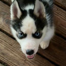 Siberian Husky puppies from Siberians of WildHeart