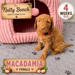 Macadamia - Red  female Goldendoodle puppy in Miami, Florida from Jade’s Paws & Co. Of Miami LLC