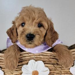 Jane - Red  female Goldendoodle puppy in Temecula, California from Oodles O'Doodles