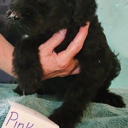Girl 2 - female Giant Schnauzer puppy in Kokomo, Indiana from Tailwind Giant Schnauzers