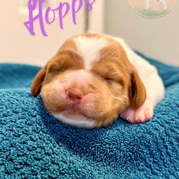 Judy Hopps - Orange and white female Brittany puppy in Prospect, Virginia from Sandridge Brittanys