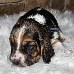 Blue Collar Boy - Black brown and white male Basset Hound puppy in Richland Hills, Texas from The Basset Family