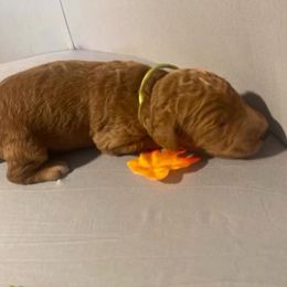 Tinsel - lime collar - Apricot male Goldendoodle puppy in Brea, California from Dhalia’s Doodles