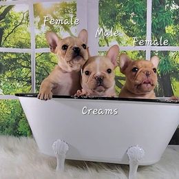 Bulldog and French Bulldog Puppies from Eclipse Bulldogs