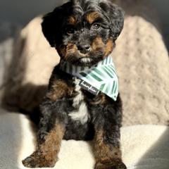 Ghost - male Australian Mountain Doodle puppy in Spanish Fork, Utah from Little Puppy Co.
