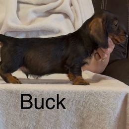 Buck - Wild boar male Dachshund puppy in Sheridan, Wyoming from Scottland Ranch Dachshunds