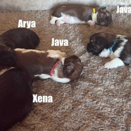Shih Tzu puppies from Karla Sauer