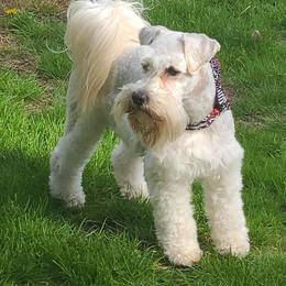 Fritz - Miniature Schnauzer