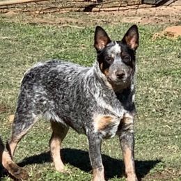 Hottie - Australian Cattle Dog