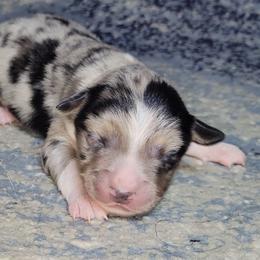 Obsidian - Blue merle male Miniature Australian Shepherd puppy in Sunbury, Pennsylvania from Elemental Mini Aussies
