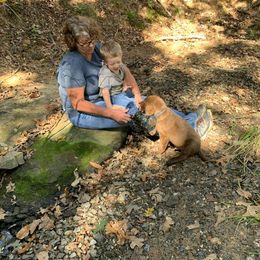 Chesapeake Bay Retriever Puppies from Hickory Creek Chesapeakes