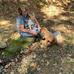 Chesapeake Bay Retriever Puppies from Hickory Creek Chesapeakes