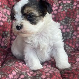 Buttercup - Parti Yorkshire Terrier puppy in Duncanville, Alabama from Bear Creek Dachshunds