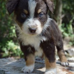 Australian Shepherd Puppies from A&K’s Aussies
