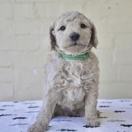 Goldendoodle Puppies from Doodle Doodle Dogs