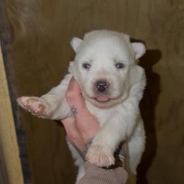 Girl 2 - White female Siberian Husky puppy in Iron River, Wisconsin from Wiemeri Siberians