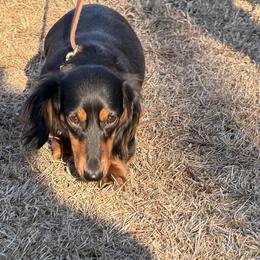 Arya - Black and tan female Dachshund puppy in Hazlehurst, Georgia from DrakeFire Dachshunds