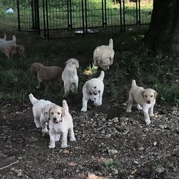 Poodle Puppies from Hidden Treasures Farm LLC