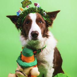 Border Collie puppies from Frozen Border Collies