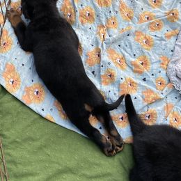 German Shepherd, Pembroke Welsh Corgi, and Rottweiler Puppies from Blitzenhaus Working Dogs